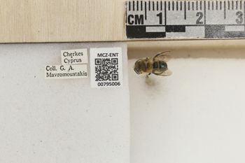 Media type: image;   Entomology 795006 Aspect: Labels